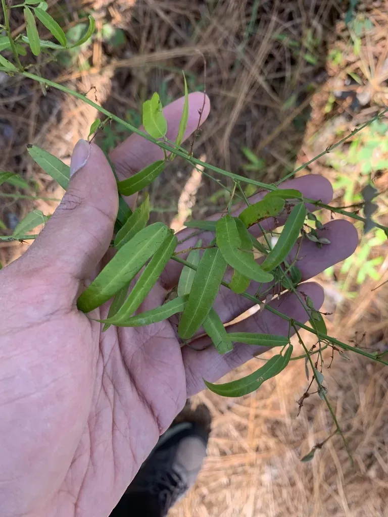 Pine Barren Ticktrefoil