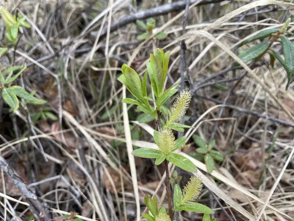 Myrtle-leaf Willow