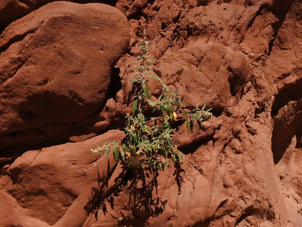 Buddleja Tucumanensis