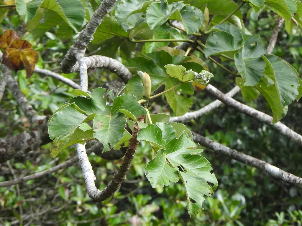 Cecropia Idroboi