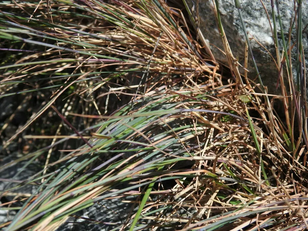 Helictotrichon Sedenense