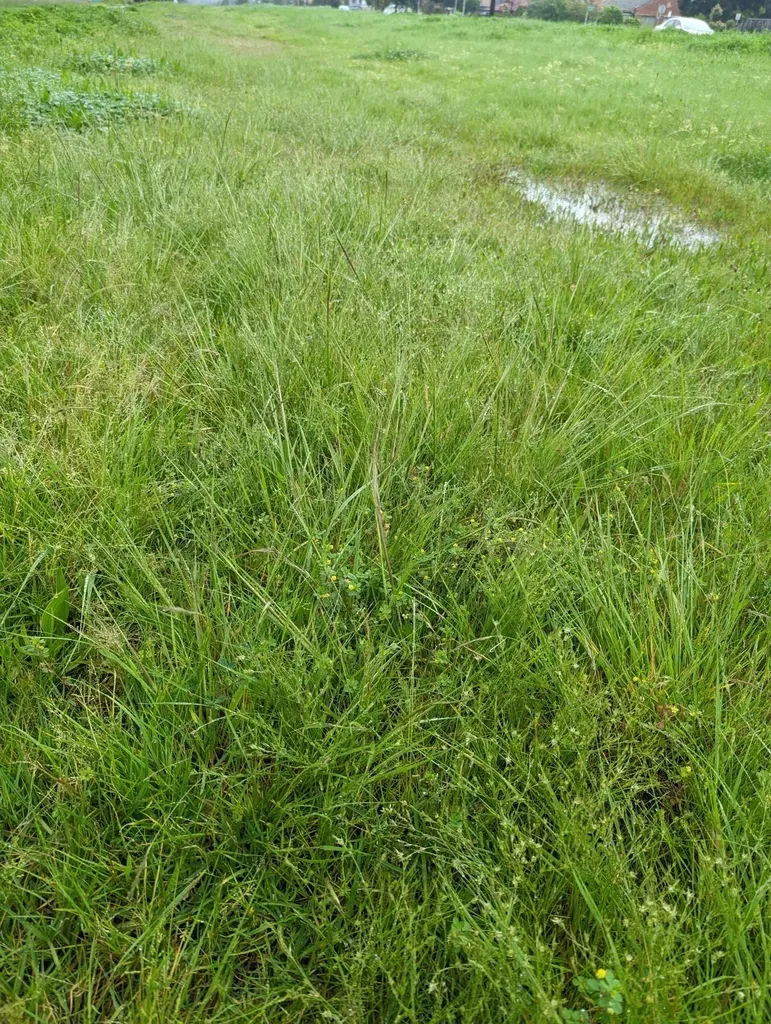 Chilean Needle Grass
