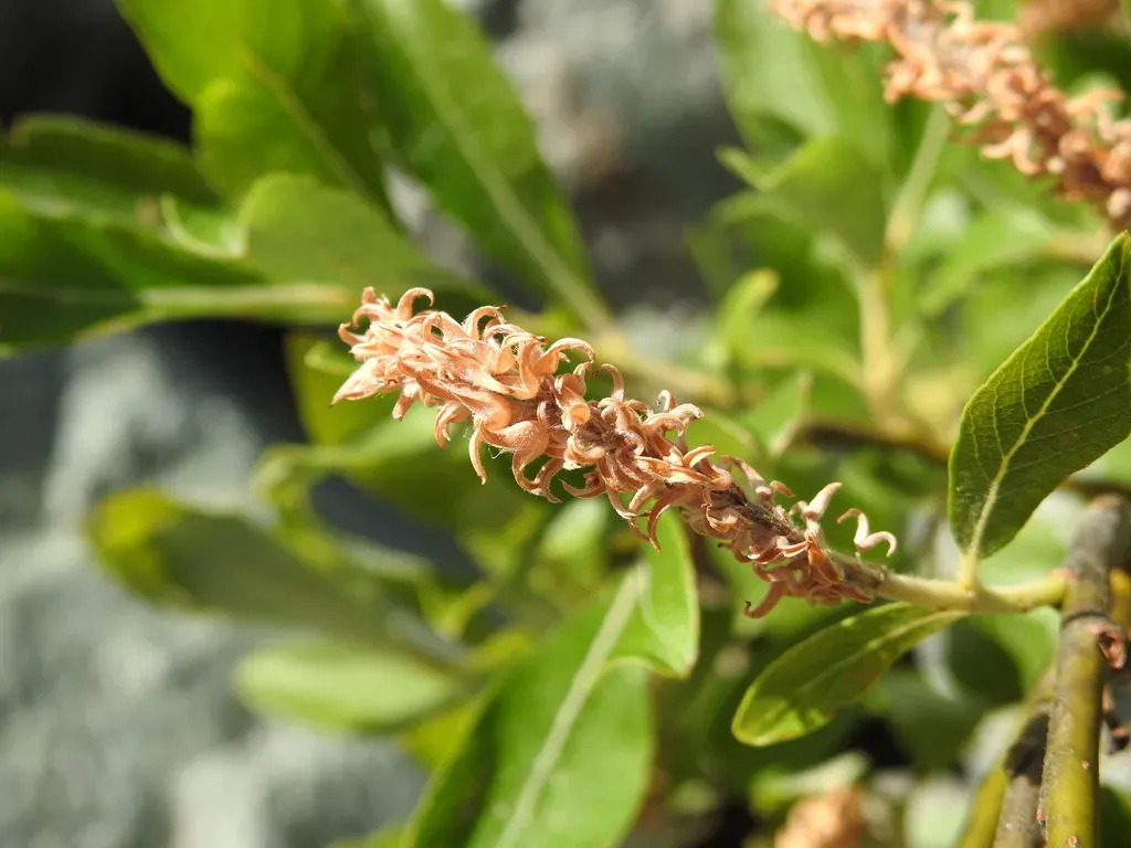 Salix Laggeri