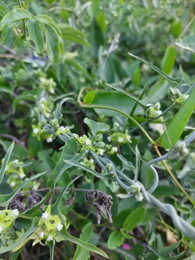 Araujia Brachystephana