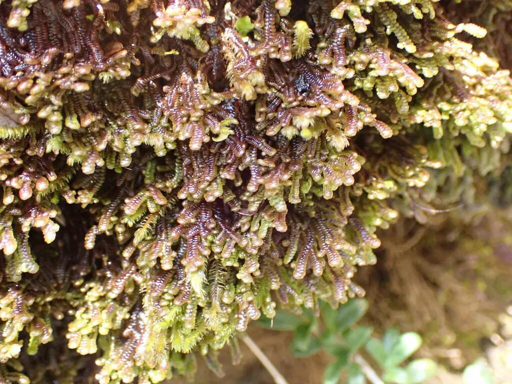 Goebeliella Cornigera