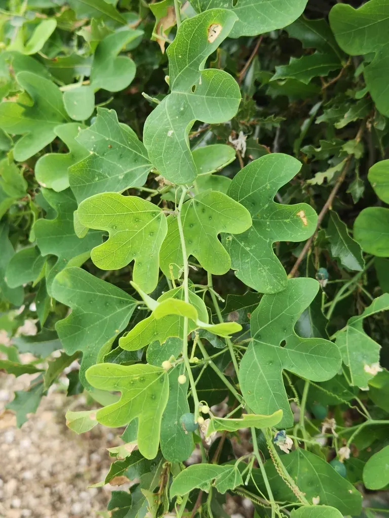 Bracted Passionflower