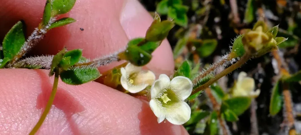 Hairy Mitrewort