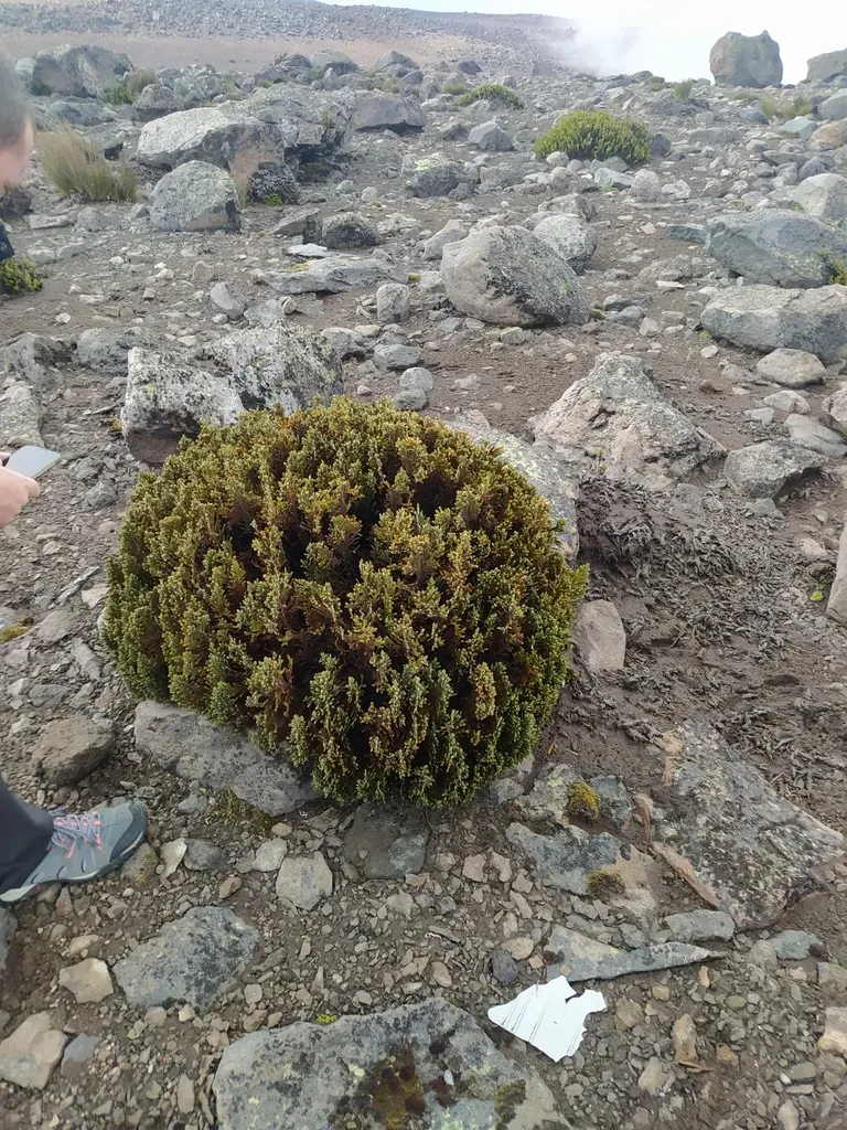 Andicolea Lycopodinea