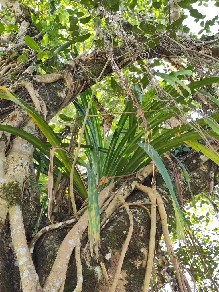 Himalayan Screw-pine