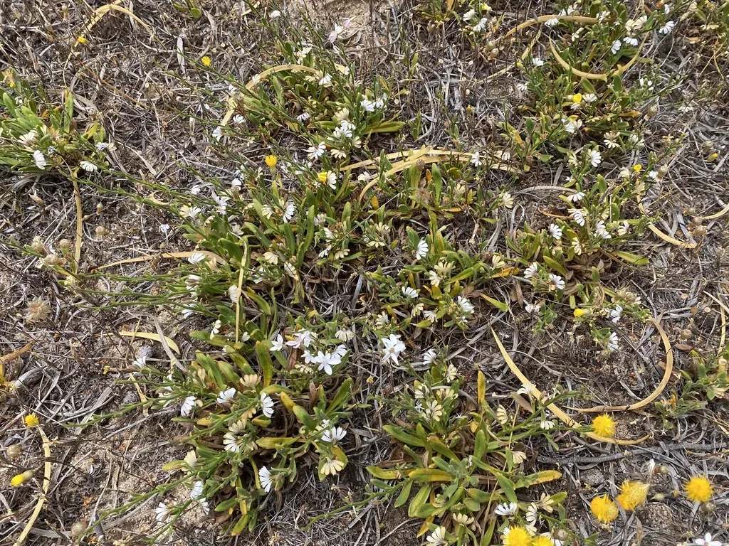 Scaevola Hamiltonii