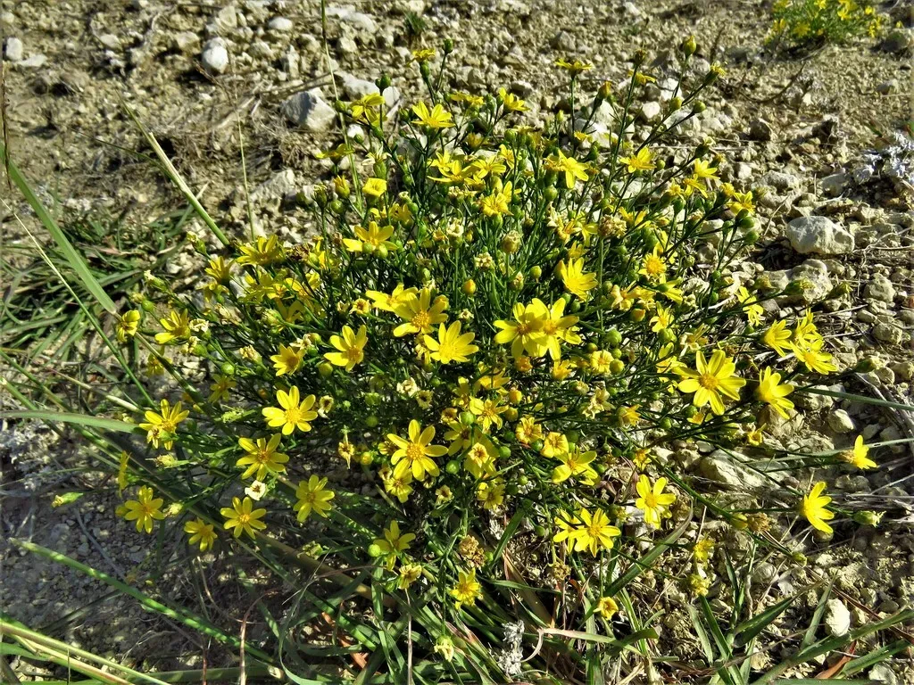 Texas Broomweed