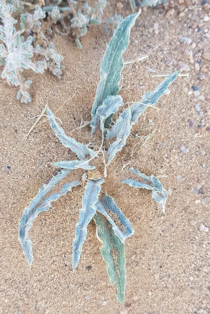 Tugarinovia Mongolica