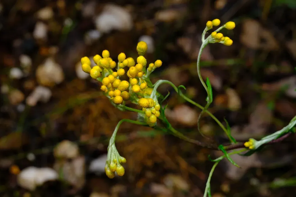 Clustered Everlasting