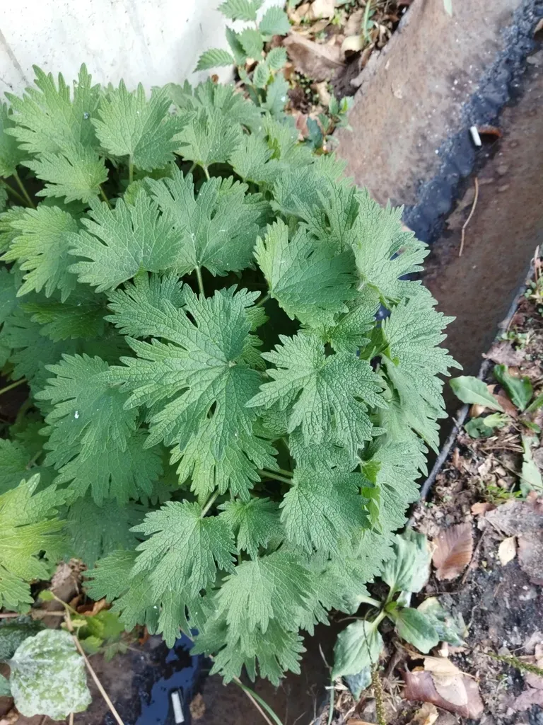 Turkestan Motherwort