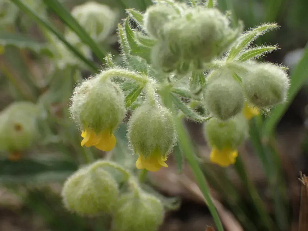 Hermannia Grandistipula