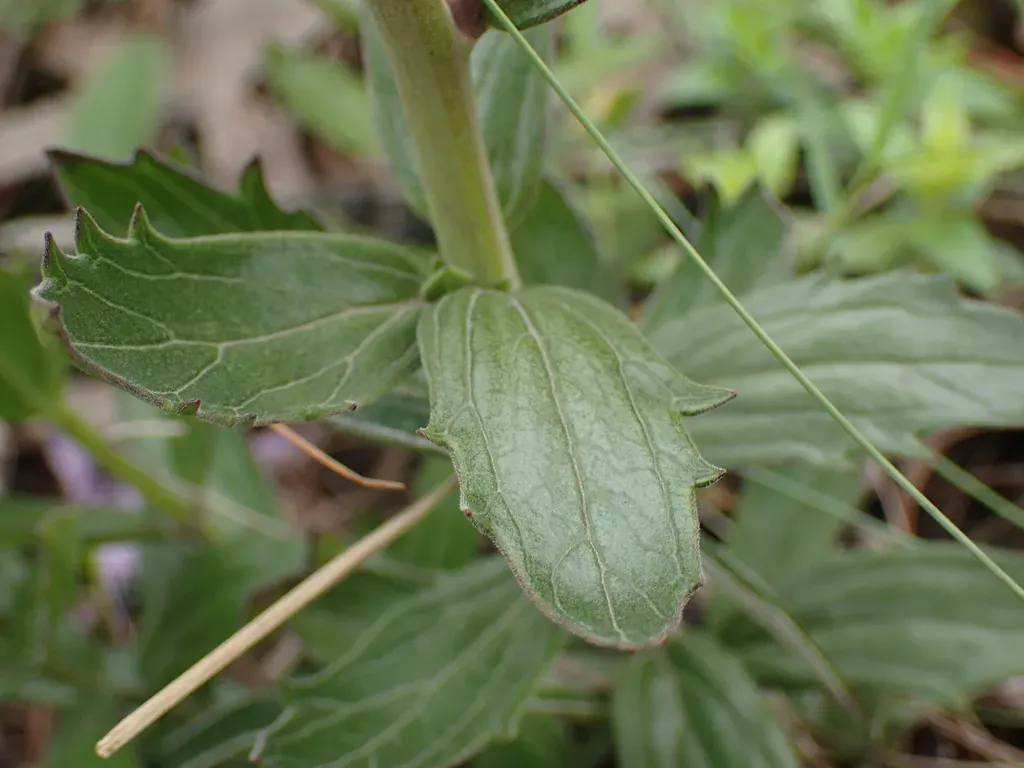 Large Mountain Ink Flower