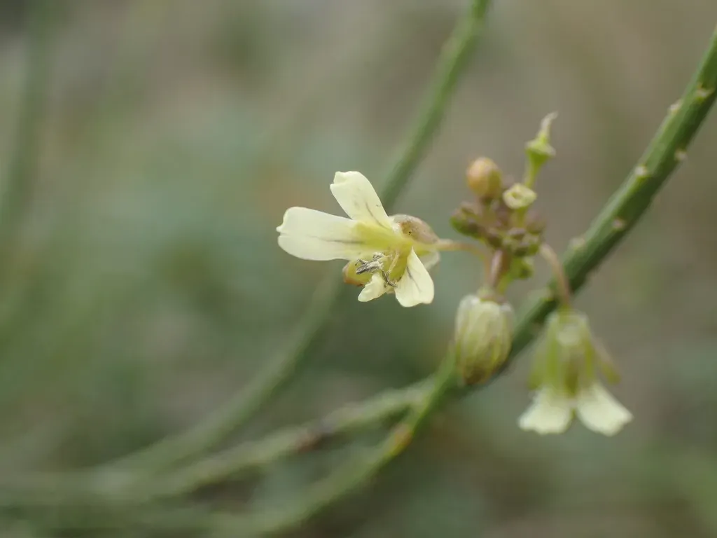 Yellow Sunspurge