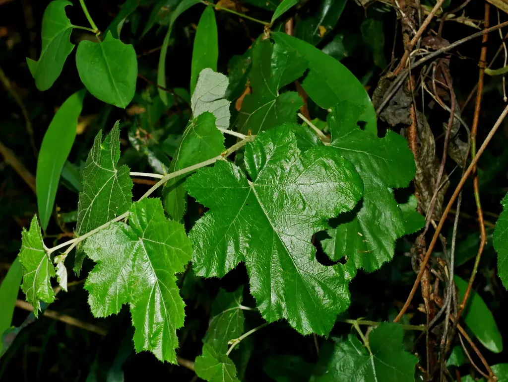 Rubus Arachnoideus
