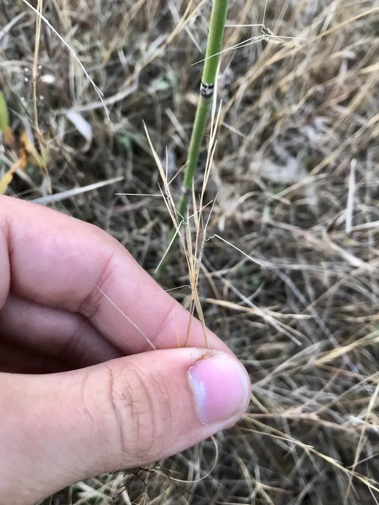 Forked Three-awn Grass