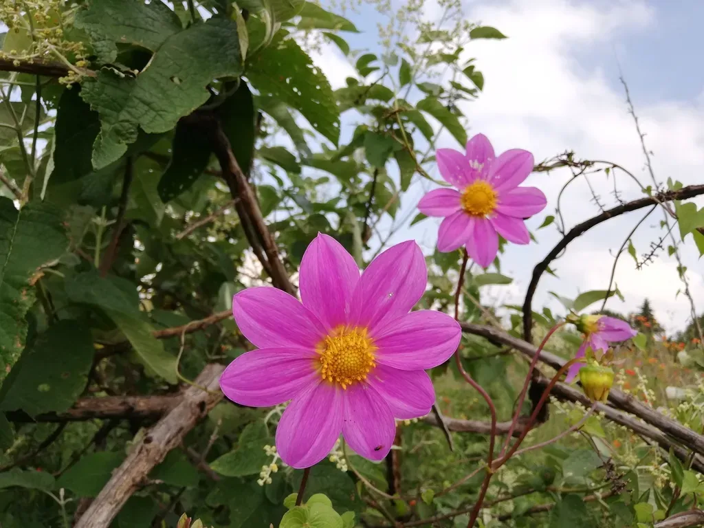 Wild Dahlia