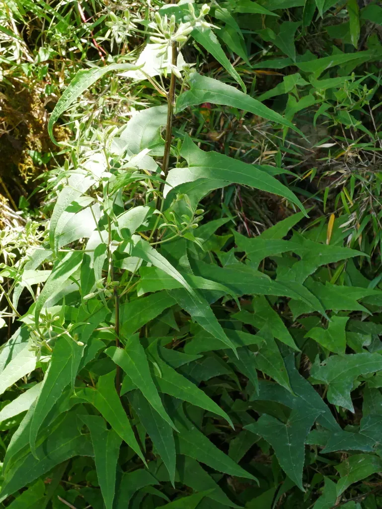 Parasenecio Nokoensis