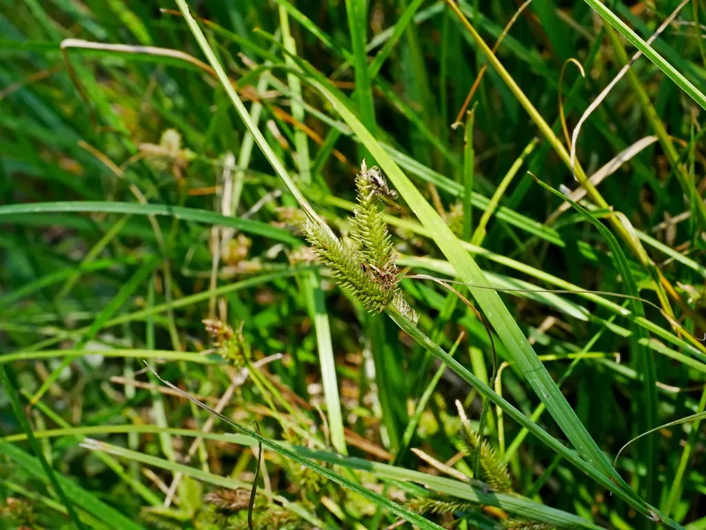 Carex Alopecuroides