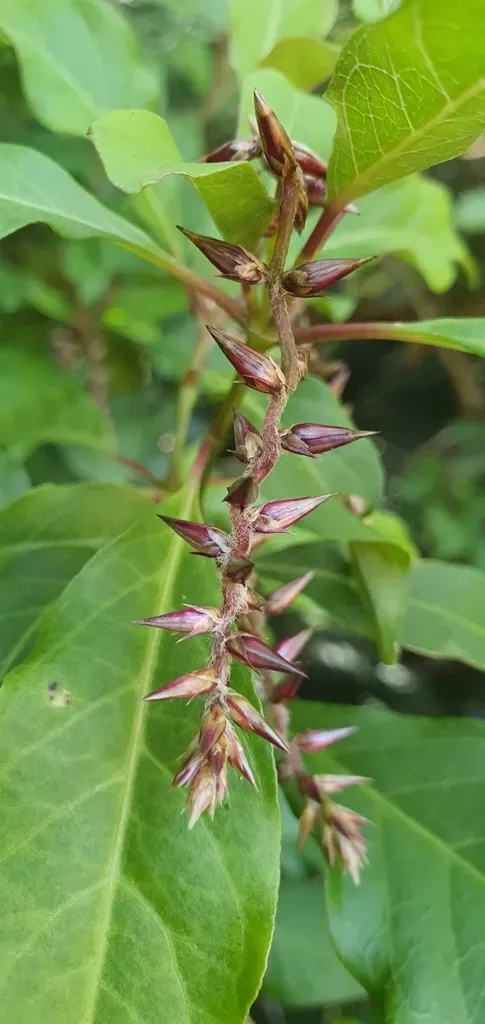 Achyranthes Arborescens