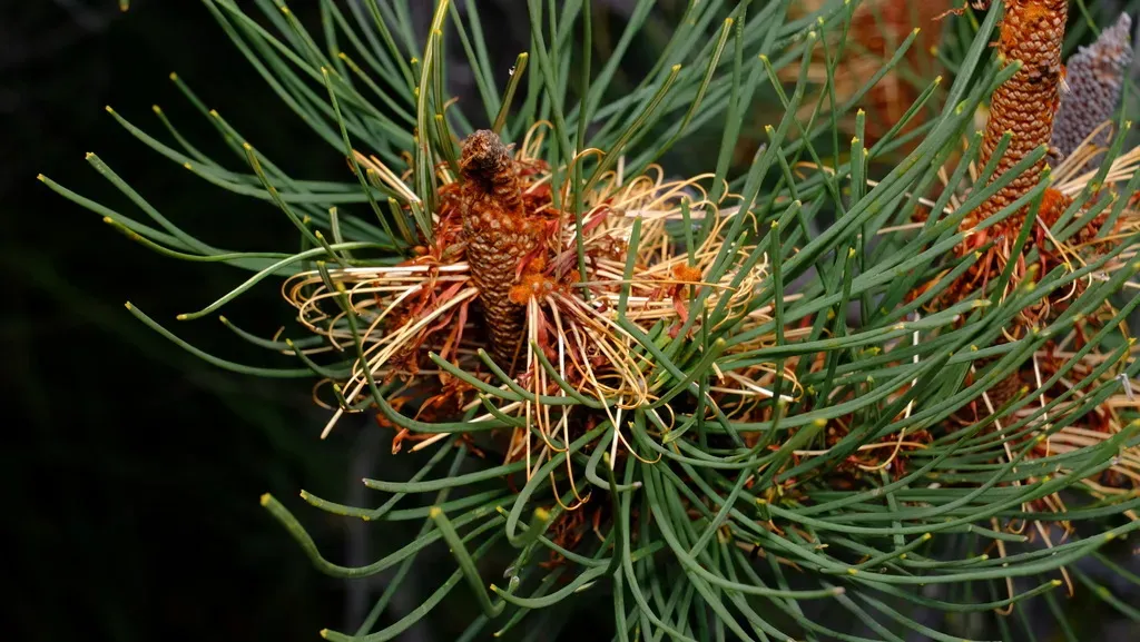 Pine Banksia