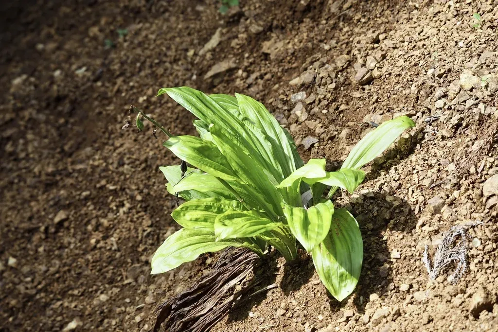 Calanthe Discolor