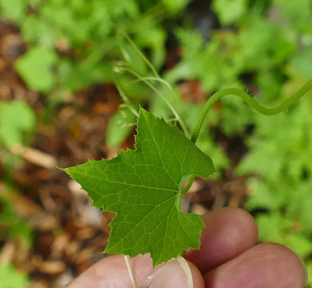 Cutleaf Bur Cucumber