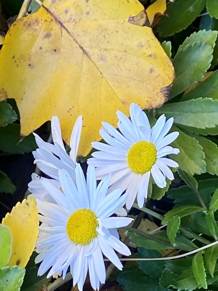 Montauk Daisy