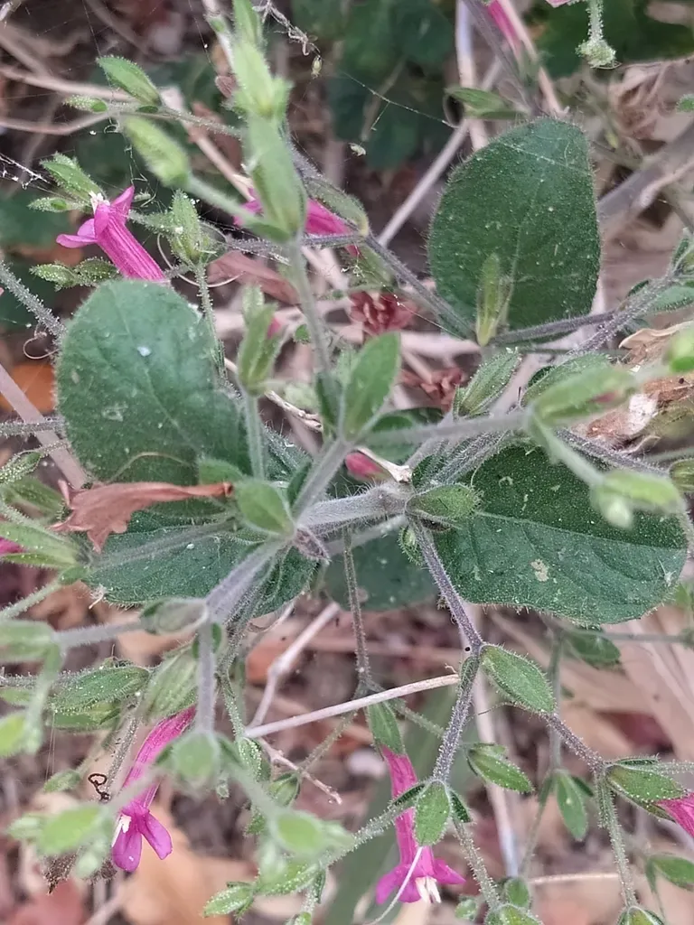 Ruellia Floribunda