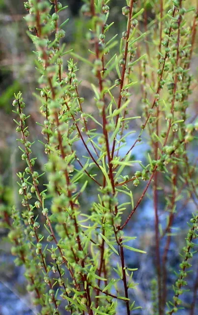 Piedmont Marsh Elder