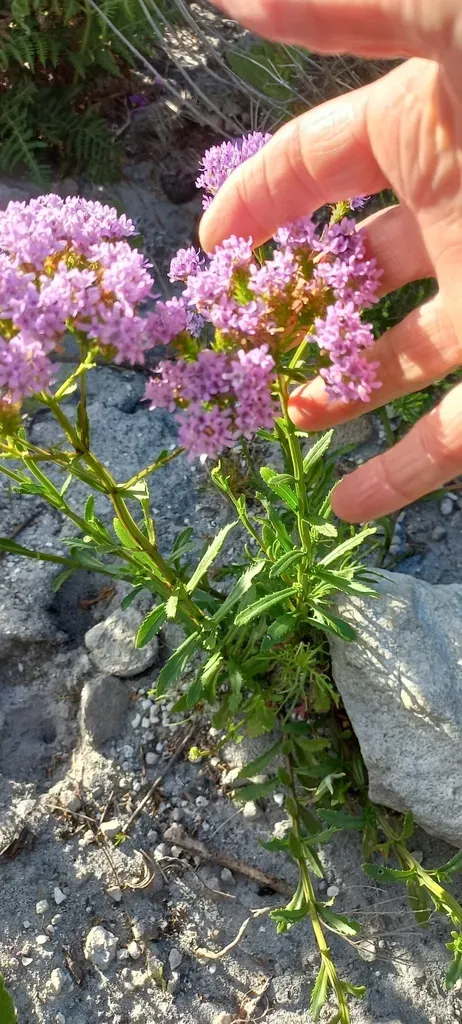 Pseudoselago Verbenacea
