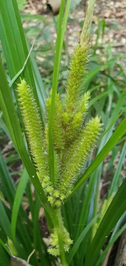Carex Neesiana