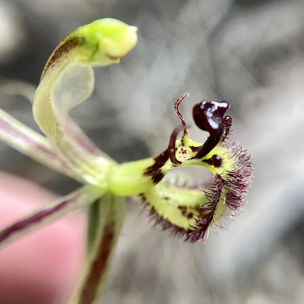 Dragon Orchid