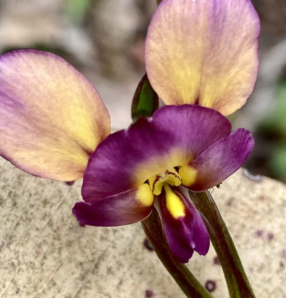 Purple Pansy Orchid