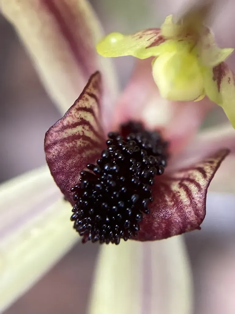 Leaping Spider Orchid