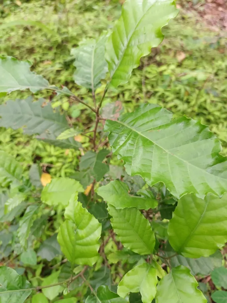 Simpleleaf Falsecurrant