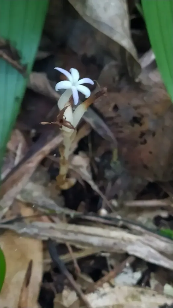 Campylosiphon Purpurascens