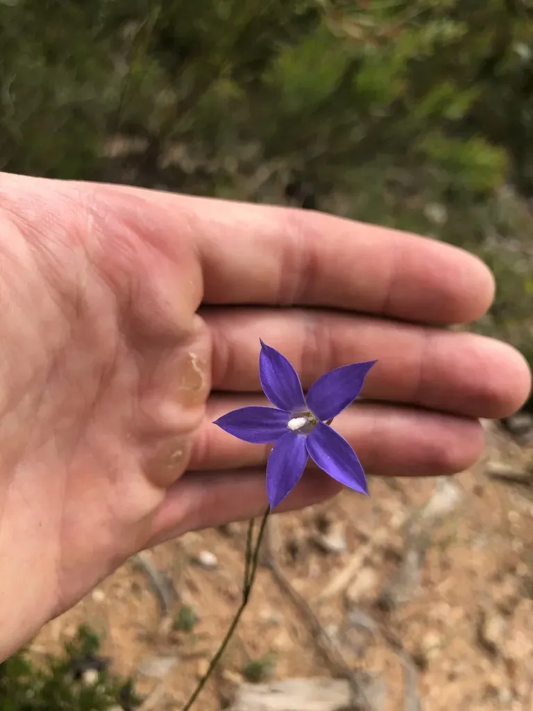 Australian Bluebell