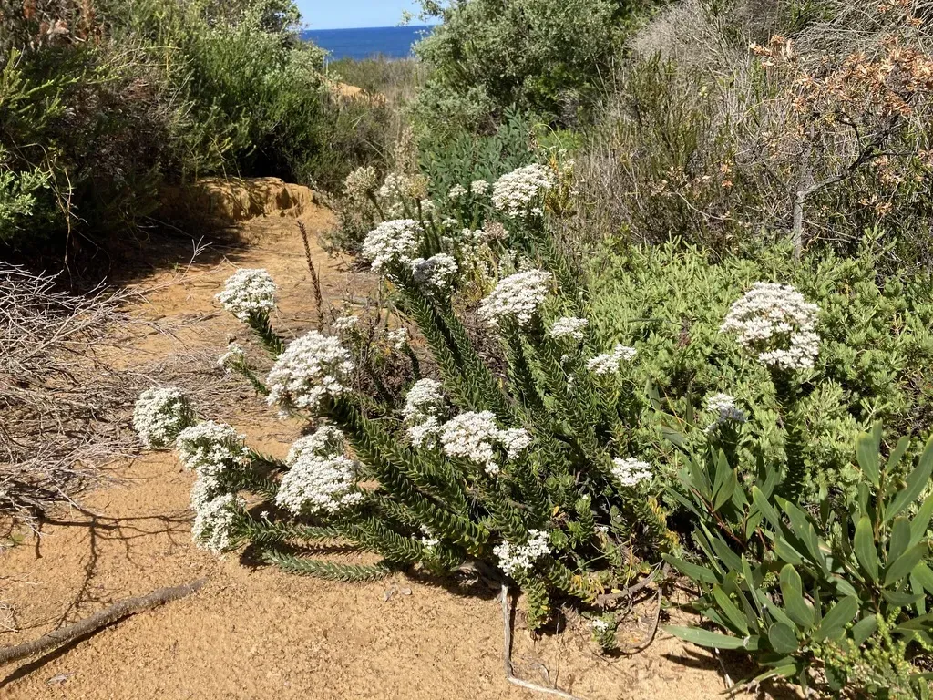 Conospermum Ellipticum