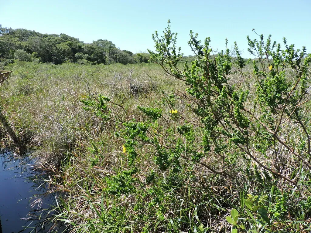 Ludwigia Multinervia