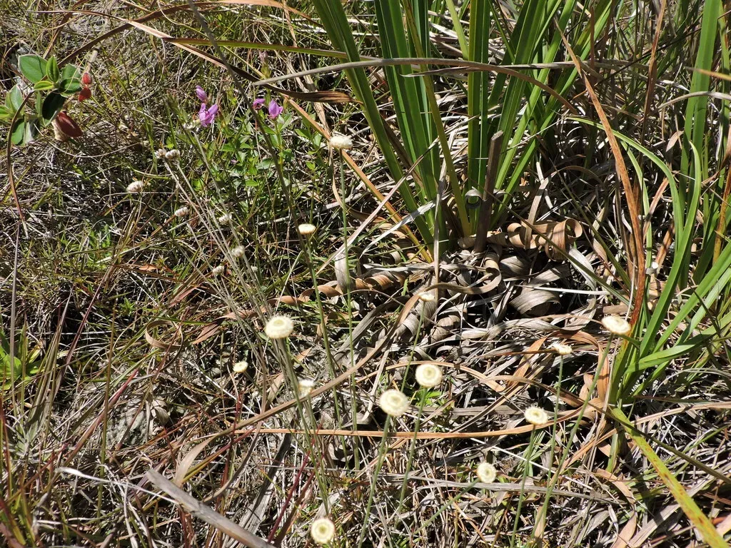 Syngonanthus Chrysanthus