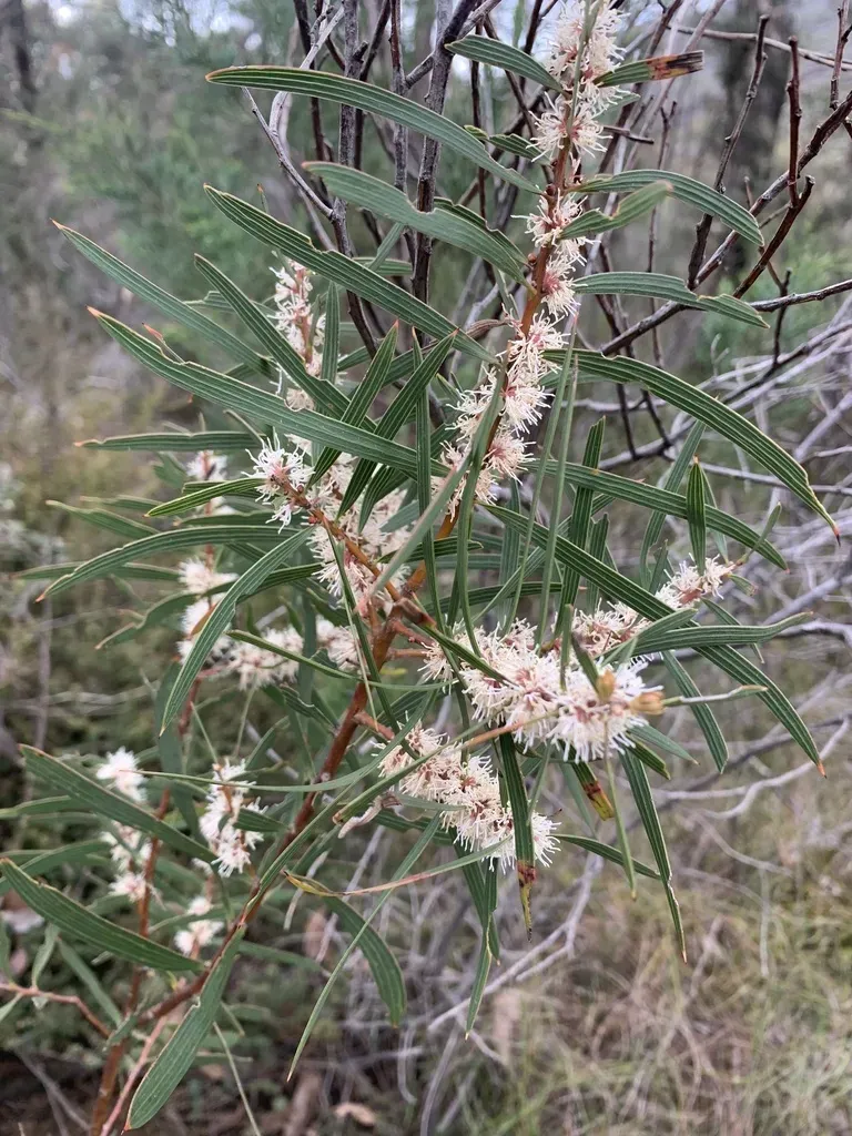 Furze Hakea