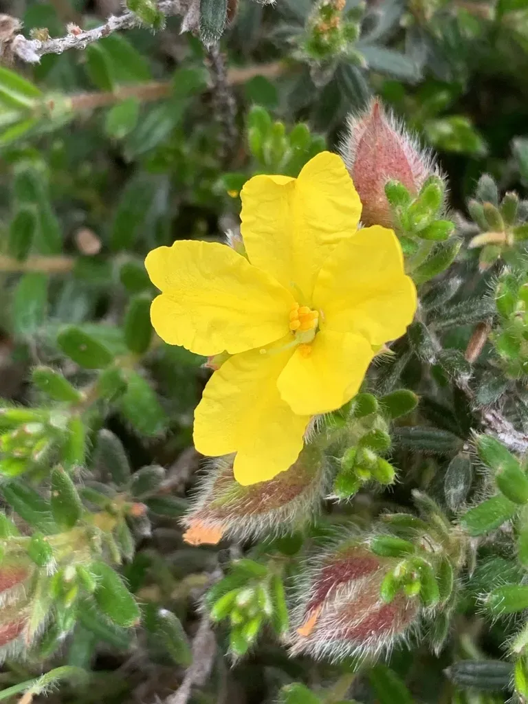 Hibbertia Humifusa