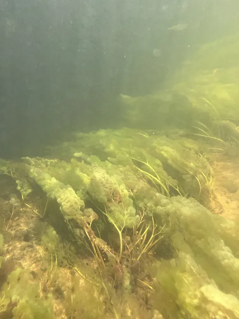 Rhyncholacis Clavigera