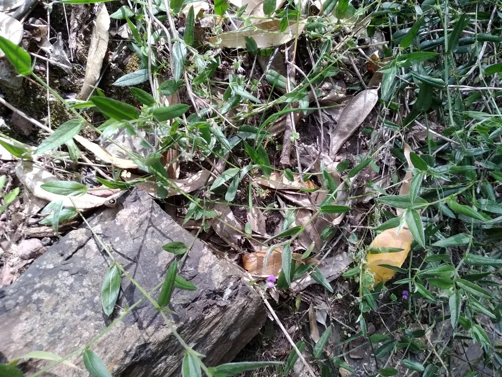 Loneleaf Fountainbush