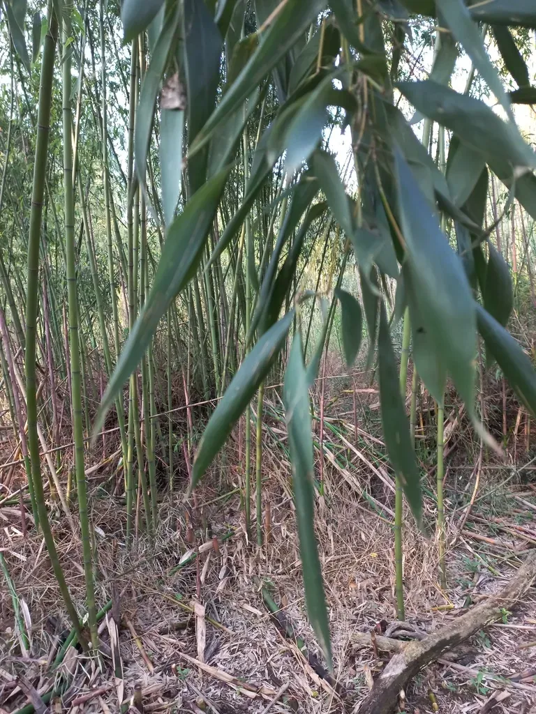 Phyllostachys Bissetii