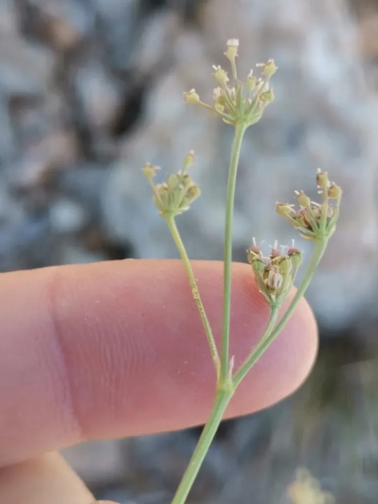 Seseli Tommasinii